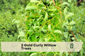 Gold Curly Willow Tree - Ornamental Fast-Growing Tree with Golden Bark and Curly Branches for Landscaping and Privacy Screening