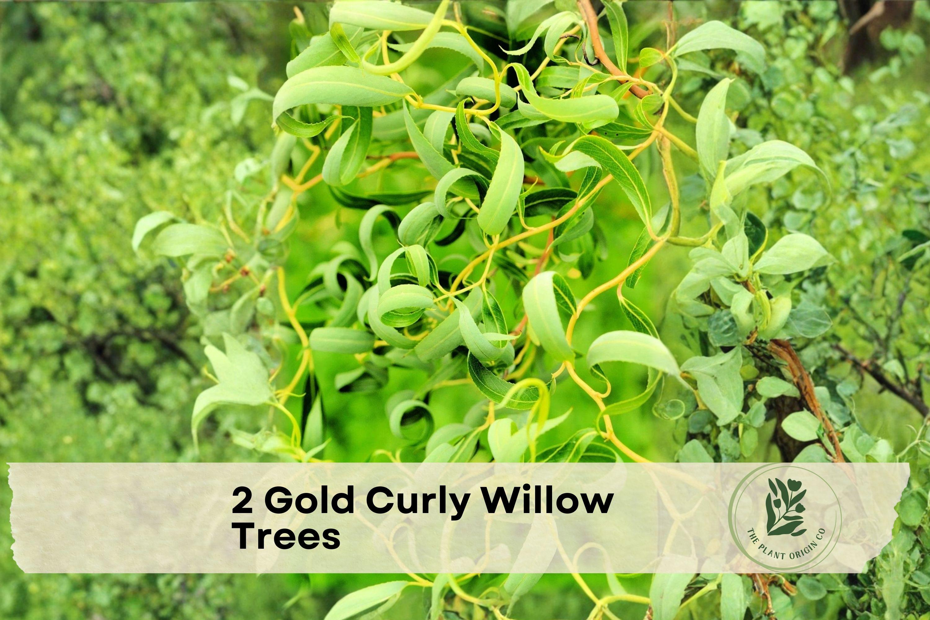 Gold Curly Willow Tree - Ornamental Fast-Growing Tree with Golden Bark and Curly Branches for Landscaping and Privacy Screening