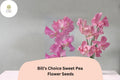 Bill’s Choice Sweet Pea Seeds – Pink Climbing Flower, Lathyrus odoratus, 50+ Seeds for Garden, Trellis & Fence, Cottage Garden