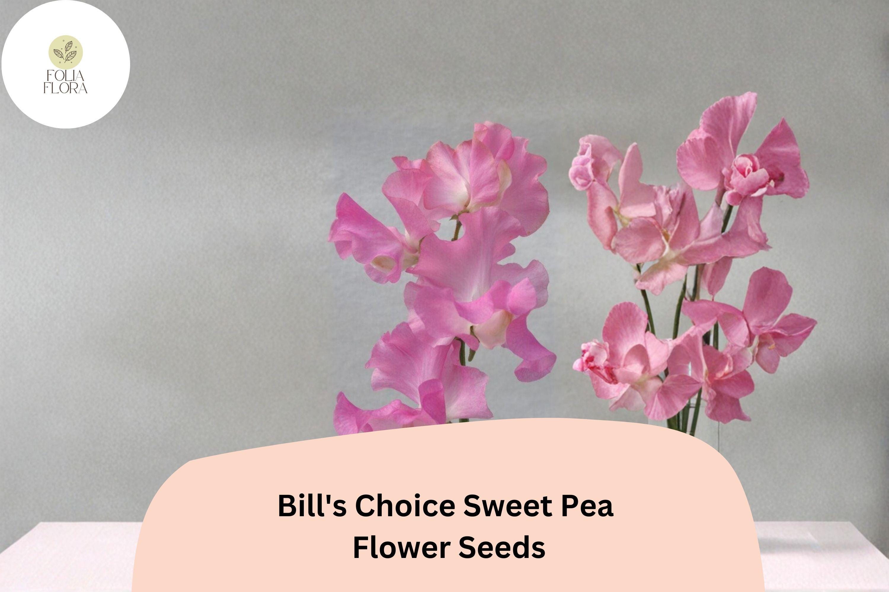 Bill’s Choice Sweet Pea Seeds – Pink Climbing Flower, Lathyrus odoratus, 50+ Seeds for Garden, Trellis & Fence, Cottage Garden
