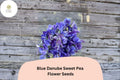 Blue Danube Sweet Pea Seeds 50+ | Climbing Fragrant Blue/Lavender Flowers | Lathyrus odoratus