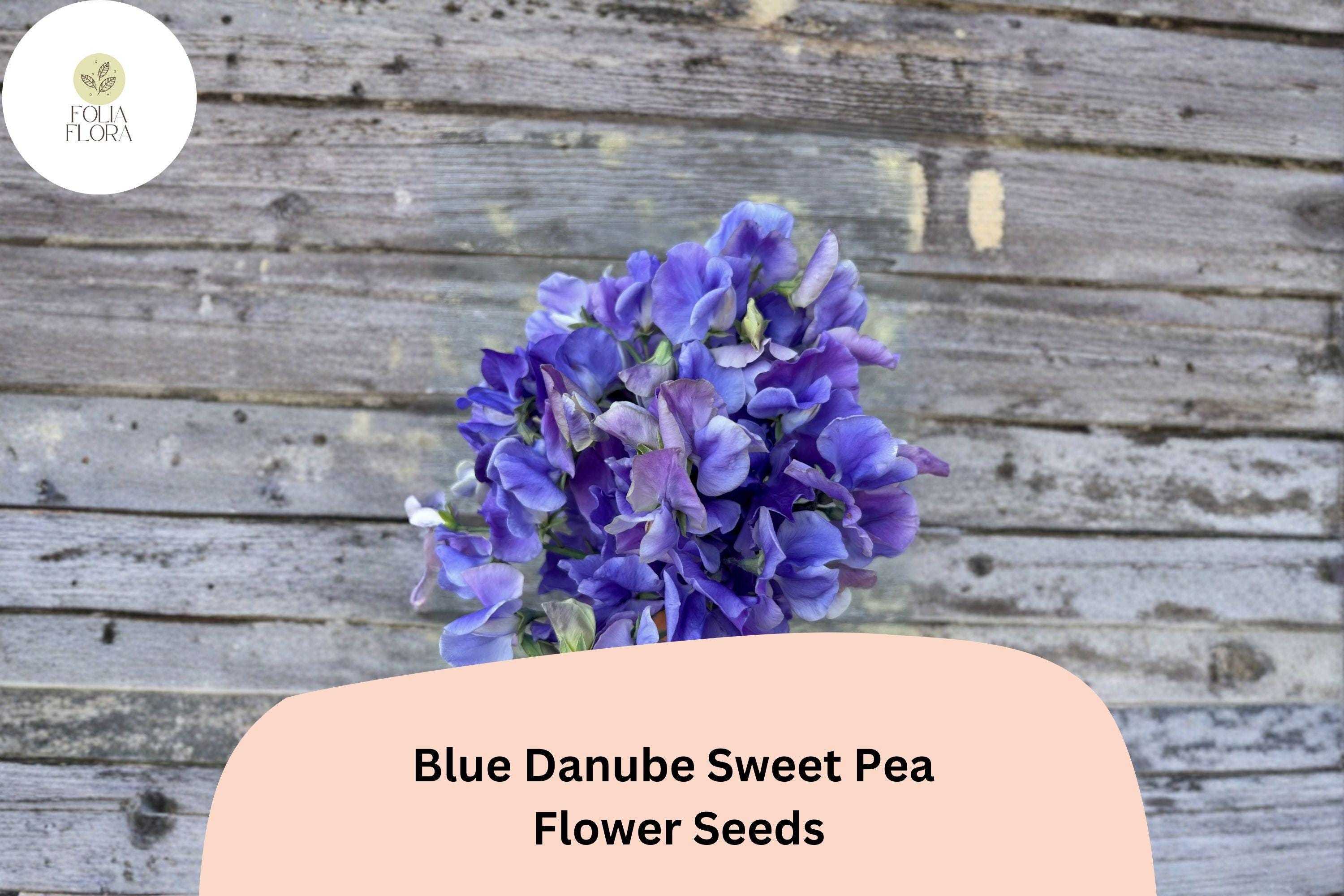Blue Danube Sweet Pea Seeds 50+ | Climbing Fragrant Blue/Lavender Flowers | Lathyrus odoratus