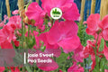 Josie Sweet Pea Seeds – Light Pink Fragrant Climbing Vine for Trellises & Cut Flowers – Lathyrus odoratus, 50 Seeds