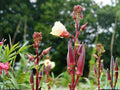 Red Burgundy Okra Seeds – 100 Heirloom Vegetable Garden Plants – Deep Red Pods, Tender Flavor, Ornamental, Warm-Season, Abelmoschus esculentus