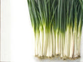 Tokyo Long Bunching Onion Seeds – Heirloom Green Onion Scallions, Non-Bulbing, Mild Flavor, Japanese Bunching Onion, Allium fistulosum