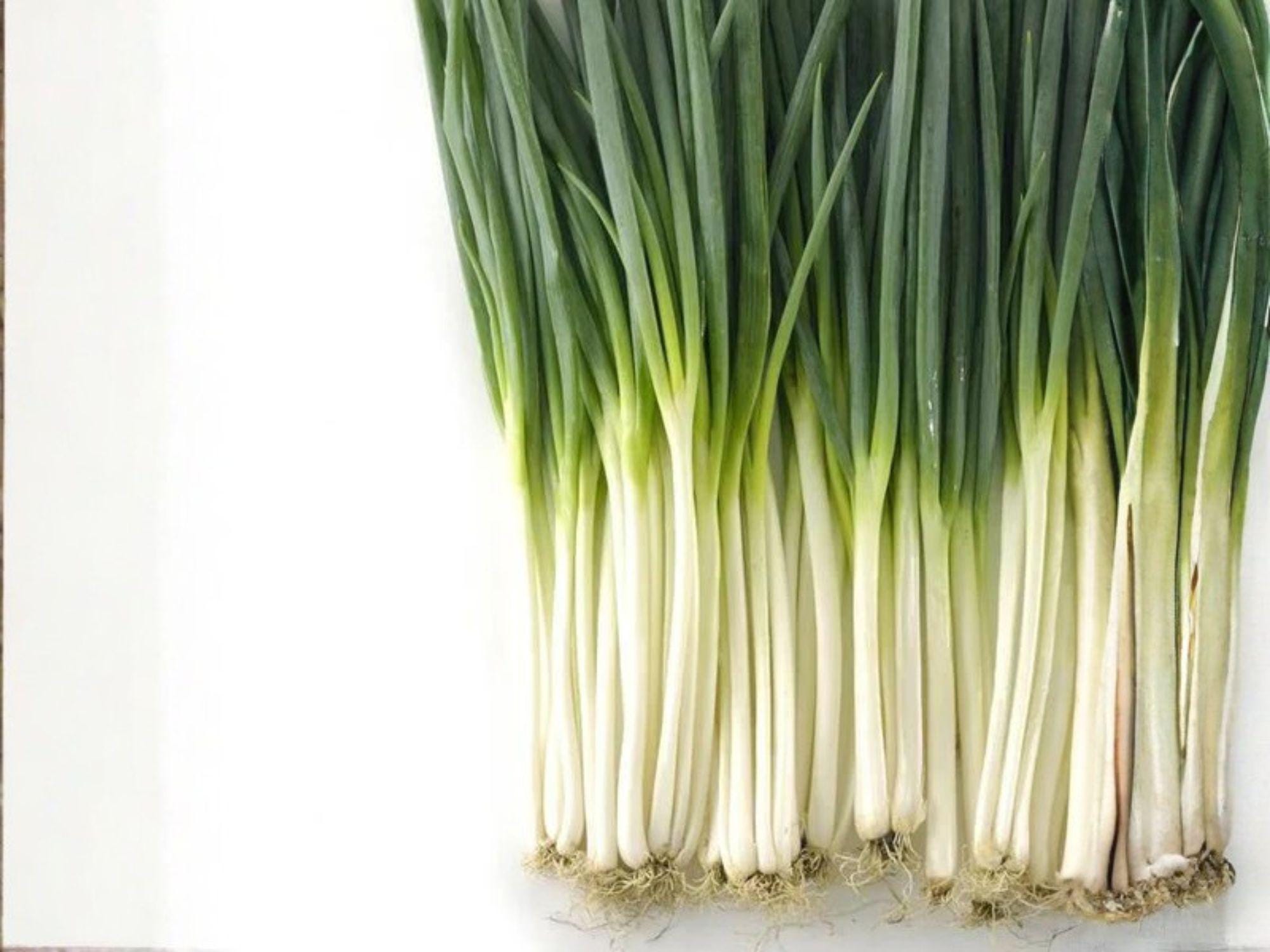 Tokyo Long Bunching Onion Seeds – Heirloom Green Onion Scallions, Non-Bulbing, Mild Flavor, Japanese Bunching Onion, Allium fistulosum