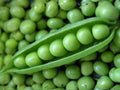 Dwarf Sugar Grey Snow Pea Seeds – Edible Pods, Compact Heirloom Vegetable, Pisum sativum, Cool-Season, 50 Seeds