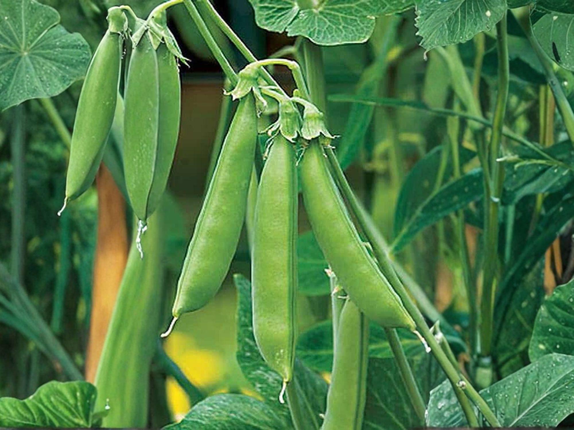 Sugar Snap Pea Seeds – Edible Pod Garden Vegetable Seeds for Climbing Vines, Sweet and Crunchy, 50 Seeds