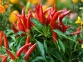 Hatch Big Jim Chili Pepper Seeds – 25 Green to Red Long-Sized Southwest Chile Seeds for Roasting, Stuffing, Grilling, and Cooking
