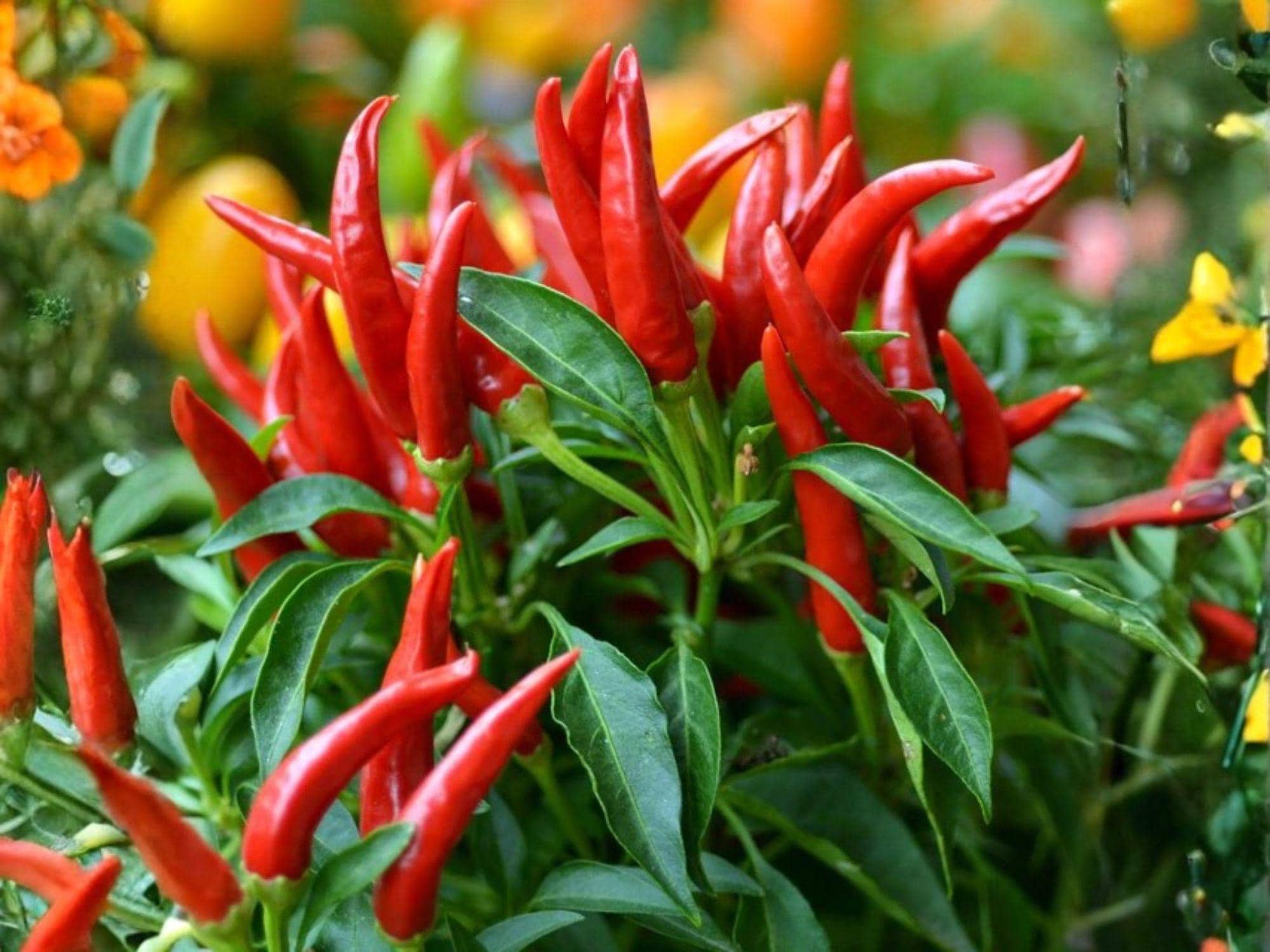 Hatch Big Jim Chili Pepper Seeds – 25 Green to Red Long-Sized Southwest Chile Seeds for Roasting, Stuffing, Grilling, and Cooking