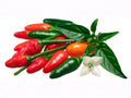 Chile Piquin Hot Pepper Seeds – 25 Pequin Chili Seeds for Hot Sauce, Salsas, and Dried Spices – Capsicum annuum