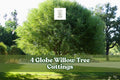 4 Globe Willow Tree Cuttings for Planting | Salix matsudana ‘Globe’ | Fast-Growing Ornamental Shade & Privacy Tree