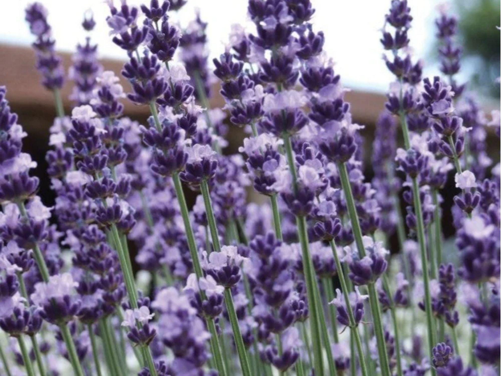 Vera Lavender Seeds – Heirloom Non-GMO Fragrant Pollinator Perennial Herb (Lavandula angustifolia) 100 Seeds