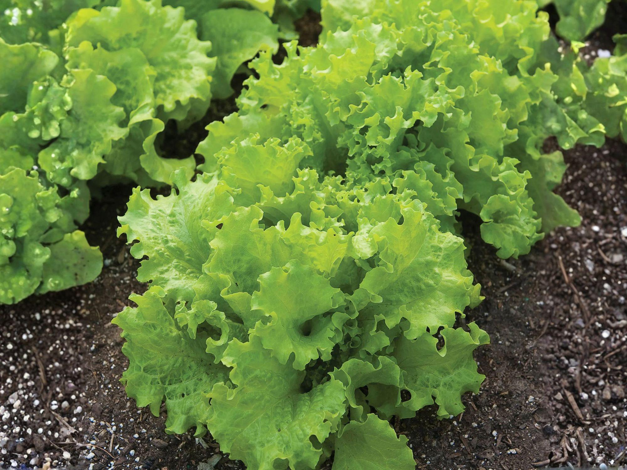 Black Seeded Simpson Lettuce Seeds – Loose-Leaf Light Green Vegetable for Garden & Container Planting, Lactuca sativa