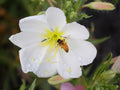 Oenothera pallida Seeds – Pale Evening Primrose – Native Perennial Wildflower for Pollinator Gardens & Xeriscapes