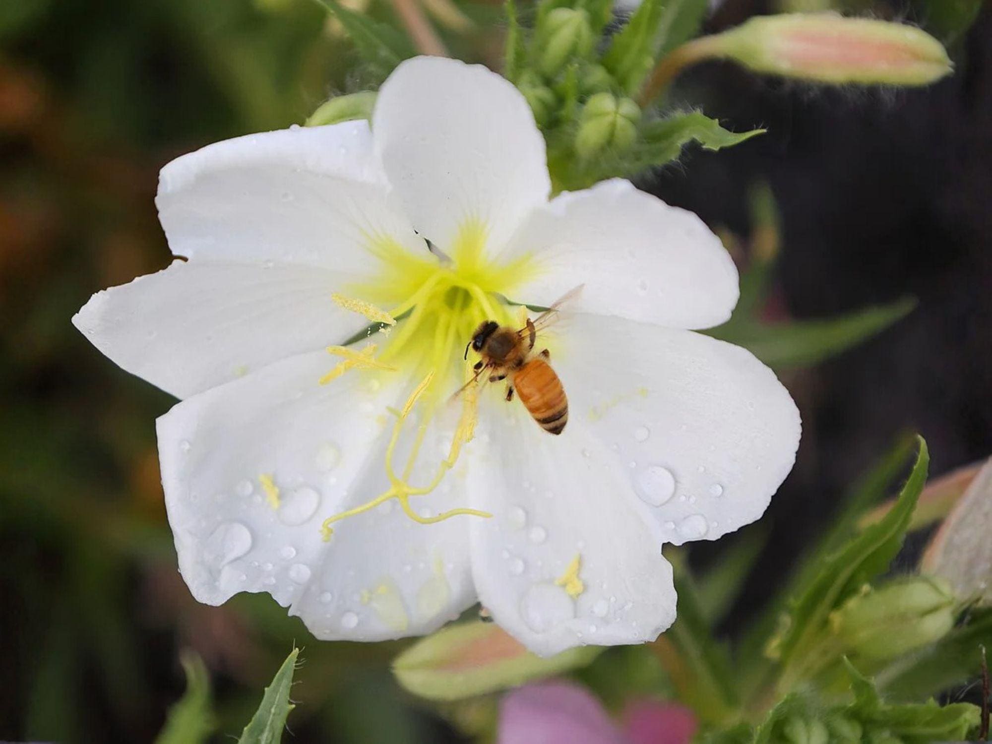 Oenothera pallida Seeds – Pale Evening Primrose – Native Perennial Wildflower for Pollinator Gardens & Xeriscapes