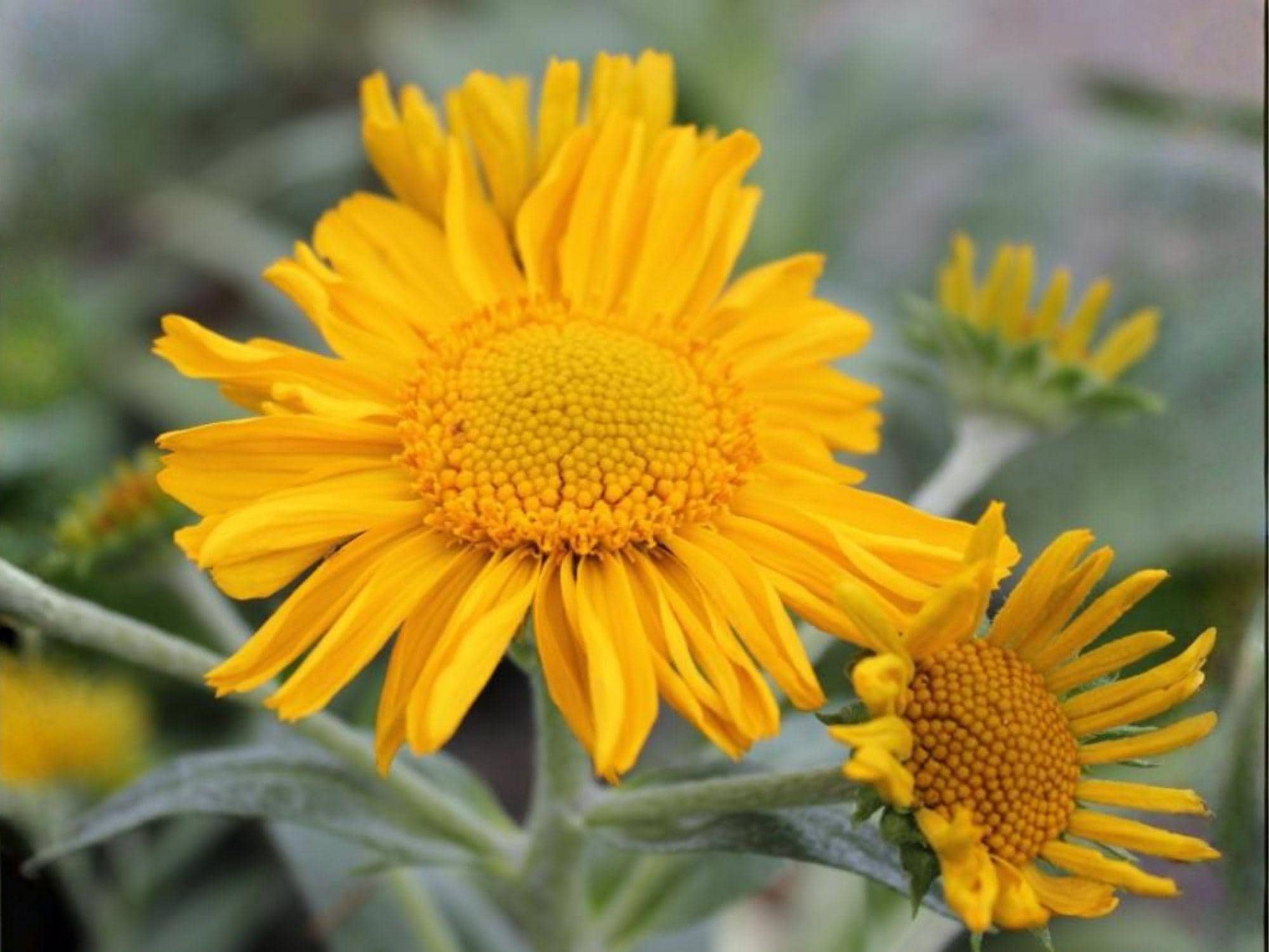 Hymenoxys hoopesii Seeds – Orange Mountain Daisy Wildflower Heirloom Non-GMO Pollinator Garden Planting