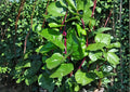 Red Stem Malabar Spinach Seeds – Heirloom Climbing Vegetable for Summer Gardens, Vine, Green Leaves, Red Stems, Tropics
