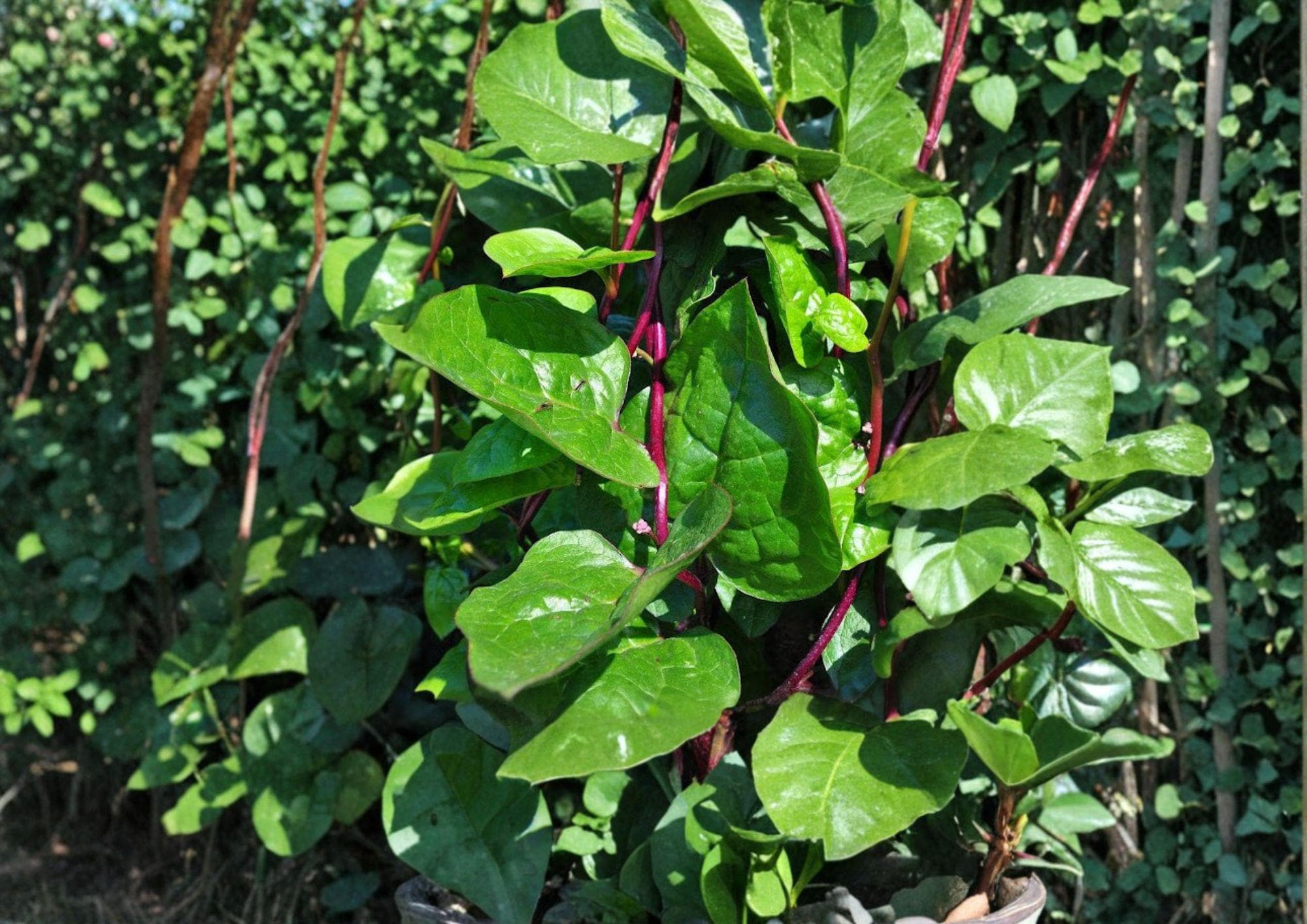 Red Stem Malabar Spinach Seeds – Heirloom Climbing Vegetable for Summer Gardens, Vine, Green Leaves, Red Stems, Tropics