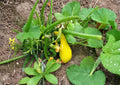 Heirloom Crookneck Squash Seeds – Yellow Summer Vegetable Garden, 10 Seeds, Early Maturity, Cucurbita pepo