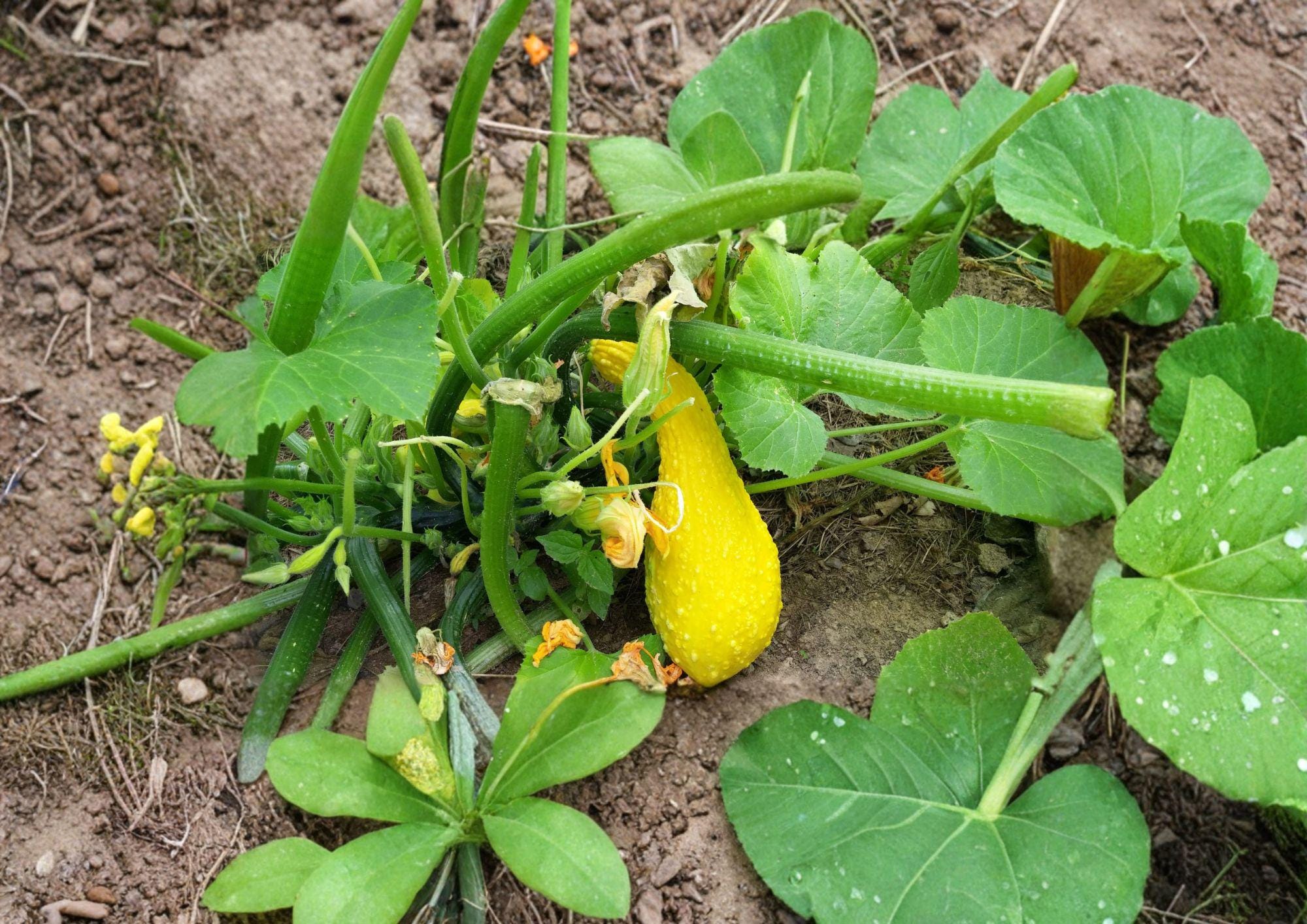 Heirloom Crookneck Squash Seeds – Yellow Summer Vegetable Garden, 10 Seeds, Early Maturity, Cucurbita pepo
