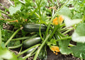 Dark Green Zucchini Seeds – Heirloom Summer Squash, Tender Vegetable, 10 Seeds for Home Garden, High Yield, Easy to Grow