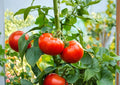 Ace 55 Heirloom Tomato Seeds – Slicing Variety for Warm Season Gardens, Medium to Large Red Tomatoes, Non-GMO, 30 Seeds