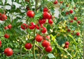 Heirloom Red Cherry Tomato Seeds – Small Fruit, Sweet Flavor, 30 Seeds, Solanum lycopersicum
