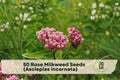 Rose Milkweed Seeds (Asclepias incarnata) – Pollinator-Friendly Perennial for Monarchs & Wildflower Gardens