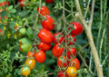 Heirloom Roma Tomato Seeds – Plum Paste Variety for Sauces, Canning, Cooking | Solanum lycopersicum
