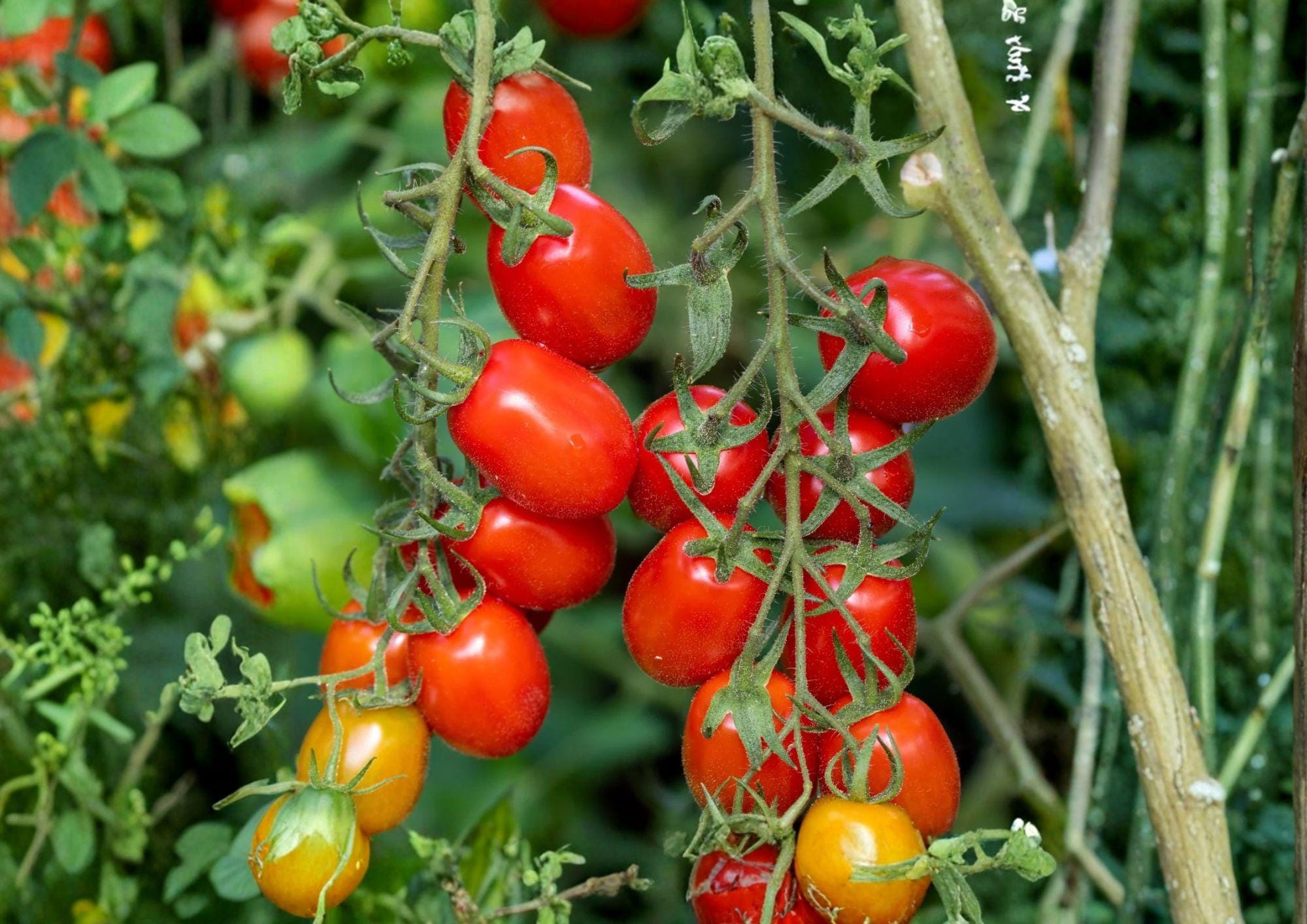 Heirloom Roma Tomato Seeds – Plum Paste Variety for Sauces, Canning, Cooking | Solanum lycopersicum