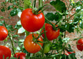 Floradel Tomato Seeds – Heirloom Red Slicing Variety for Warm Climates, 30 Premium Seeds, Heat-Tolerant, Perfect for Salads & Sandwiches