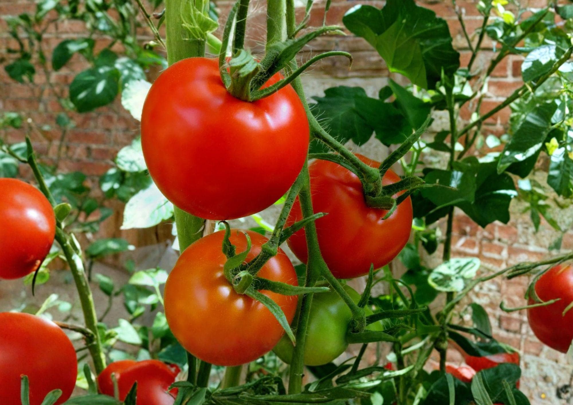 Floradel Tomato Seeds – Heirloom Red Slicing Variety for Warm Climates, 30 Premium Seeds, Heat-Tolerant, Perfect for Salads & Sandwiches