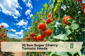 Sun Sugar Cherry Tomato Seeds – Early Maturing Orange Cherry Tomatoes, High Vitamin A, Indoor & Outdoor Gardening, Heirloom, Non-GMO