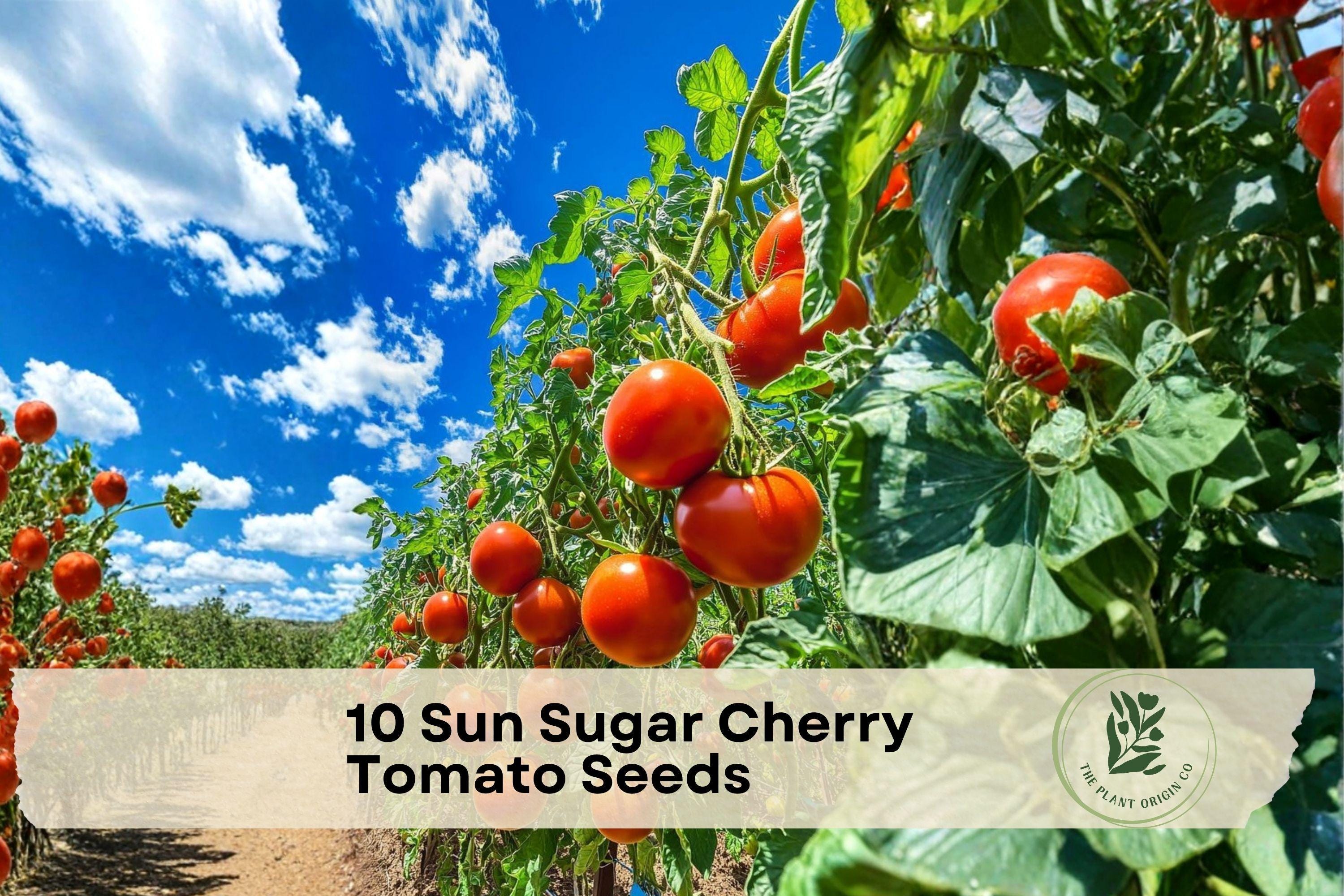 Sun Sugar Cherry Tomato Seeds – Early Maturing Orange Cherry Tomatoes, High Vitamin A, Indoor & Outdoor Gardening, Heirloom, Non-GMO
