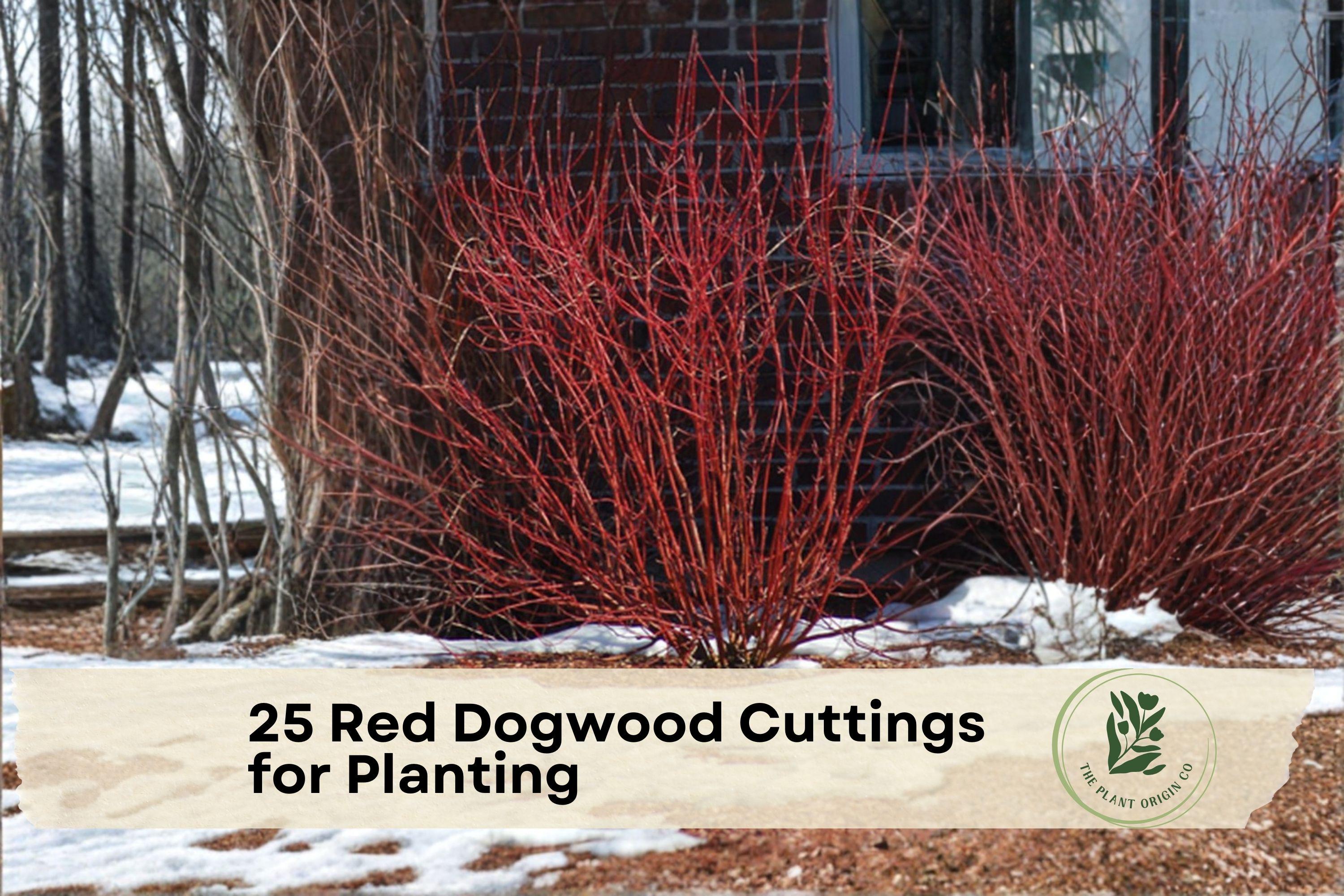 Red Osier Dogwood Cuttings - 25 Fresh Hardwood Propagation Material for Privacy Hedges & Landscape