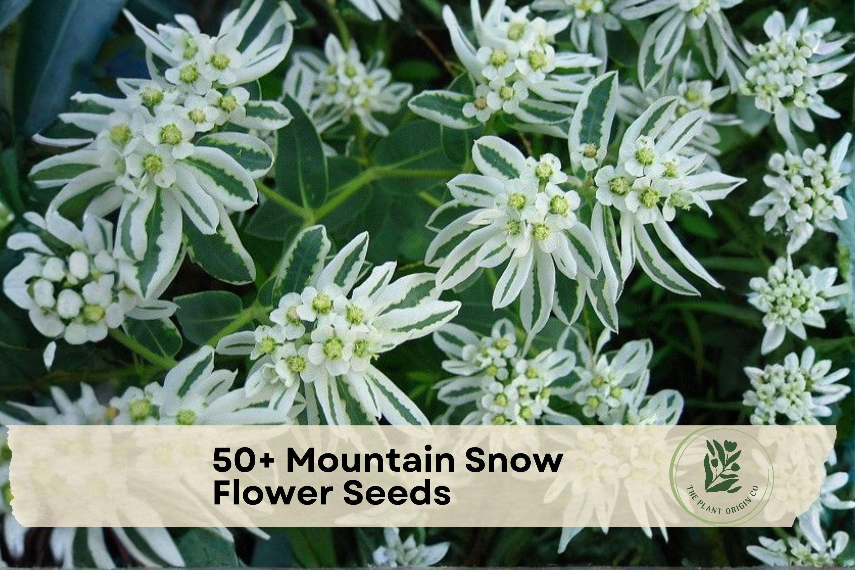 50+ Mountain Snow Flower Seeds - Euphorbia marginata, Ornamental Annual for Borders & Gardens, White & Green Variegated Foliage