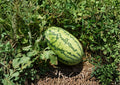 Jubilee Watermelon Seeds – Heirloom Sweet Red Melon, Large Oblong Fruit, Premium Garden Vegetable Seeds