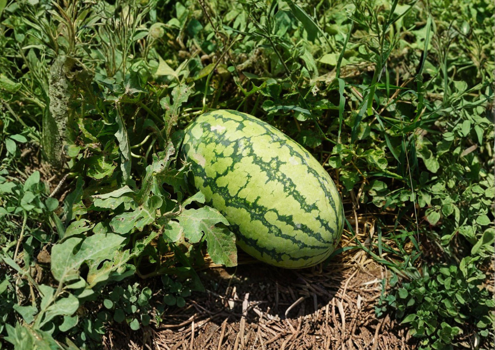 Jubilee Watermelon Seeds – Heirloom Sweet Red Melon, Large Oblong Fruit, Premium Garden Vegetable Seeds
