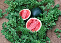 Sugar Baby Watermelon Seeds – Heirloom Small Melons for Home Gardens, Compact, Sweet Red Flesh, 10 Premium Seeds
