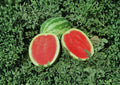Crimson Sweet Watermelon Seeds – Heirloom Large Striped Melon Seeds for Juicy Red Flesh, Warm Season Crop, 10 Premium Seeds