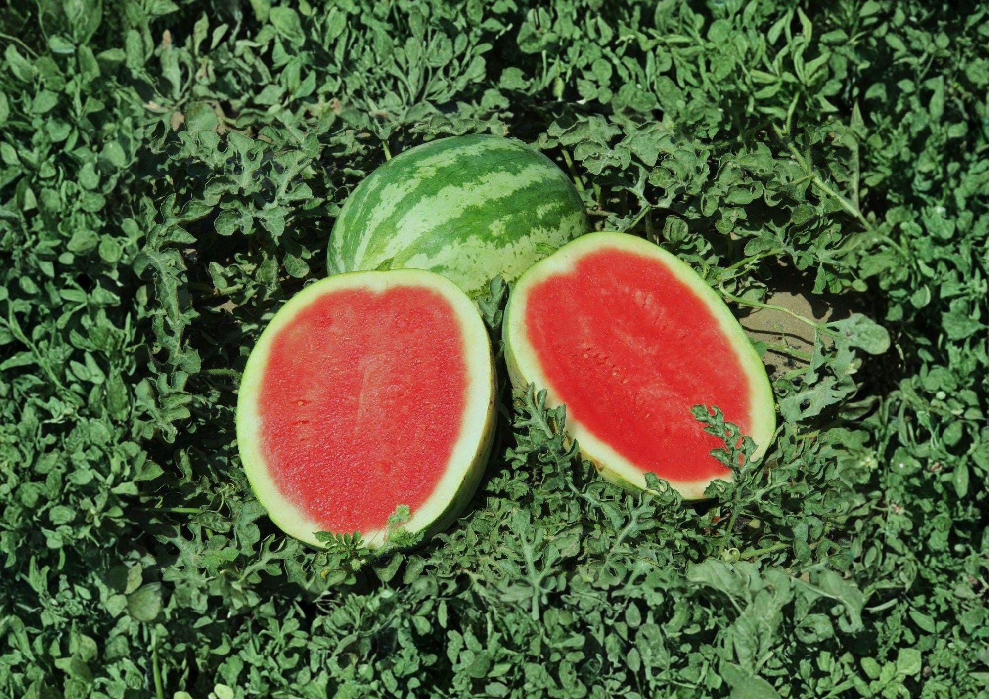 Crimson Sweet Watermelon Seeds – Heirloom Large Striped Melon Seeds for Juicy Red Flesh, Warm Season Crop, 10 Premium Seeds