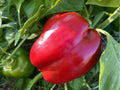 Yolo Wonder Bell Pepper Seeds – Sweet, Thick-Walled, Blocky Fruits, Non-GMO, Capsicum annuum, for Home Garden, Container & Raised Bed Cultivation