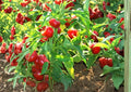 Red Cherry Sweet Pepper Seeds – 25 Heirloom Vegetable Seeds for Mild, Glossy Red Peppers, Capsicum annuum