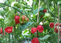 Caribbean Red Habanero Pepper Seeds – 25 Heirloom Tropical Chili Seeds for Hot Sauces & Spicy Dishes