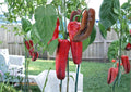 Giant Marconi Pepper Seeds – Heirloom Italian Sweet Long Peppers for Garden, 25 Seeds