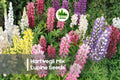 25+ Hartwegii Mix Lupine Seeds – Vibrant Annual Flowering Seeds for Borders, Wildflower Gardens & Pollinator Attracting