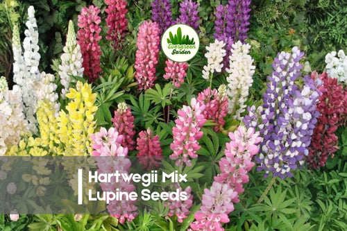 25+ Hartwegii Mix Lupine Seeds – Vibrant Annual Flowering Seeds for Borders, Wildflower Gardens & Pollinator Attracting