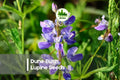 Dune Bush Lupine Seeds – 25+ Violet Blue Flowering Perennial for Coastal, Dry, Native Gardens Lupinus chamissonis