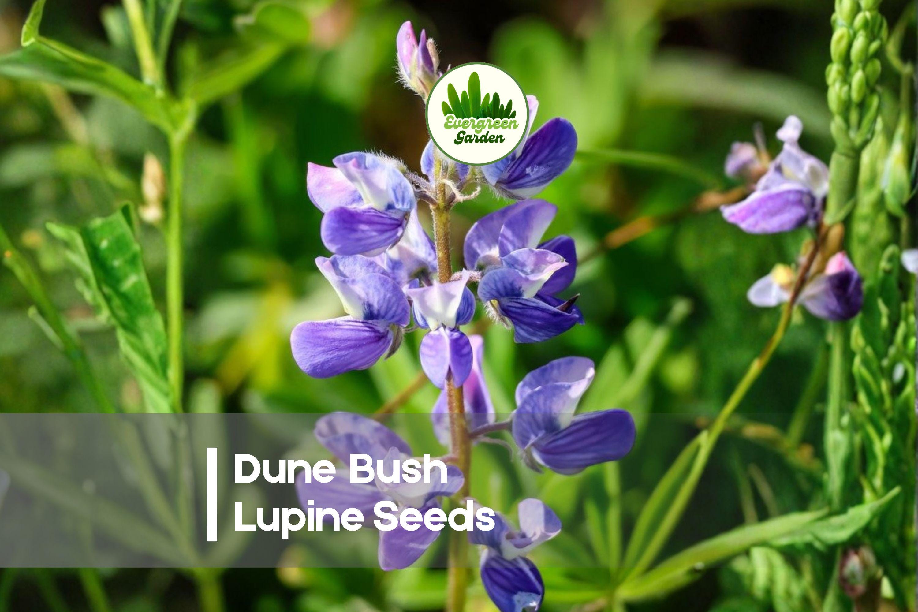 Dune Bush Lupine Seeds – 25+ Violet Blue Flowering Perennial for Coastal, Dry, Native Gardens Lupinus chamissonis